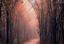 90分和即时比分滚球二合一有何区别与特点?